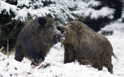 Caccia tardo autunnale al cervo 2016 e caccia invernale al cinghiale
