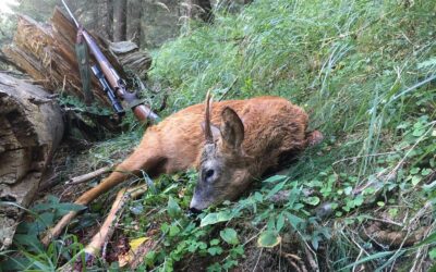 Terminata la caccia tardo autunnale al cervo e al capriolo 2015