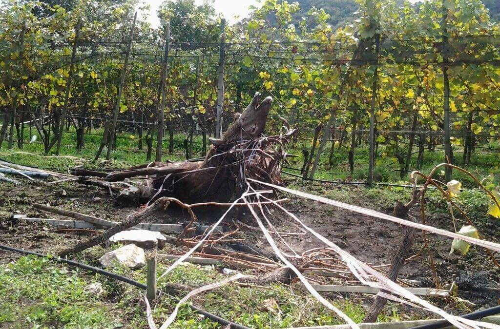 Autunno, stagione di vendemmia, di caccia e di … recinzioni!