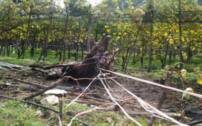 Autunno, stagione di vendemmia, di caccia e di … recinzioni!